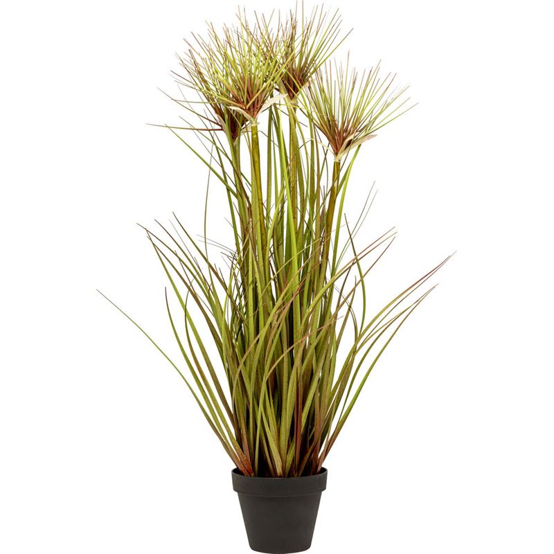 PLANTE GRESS H65CM